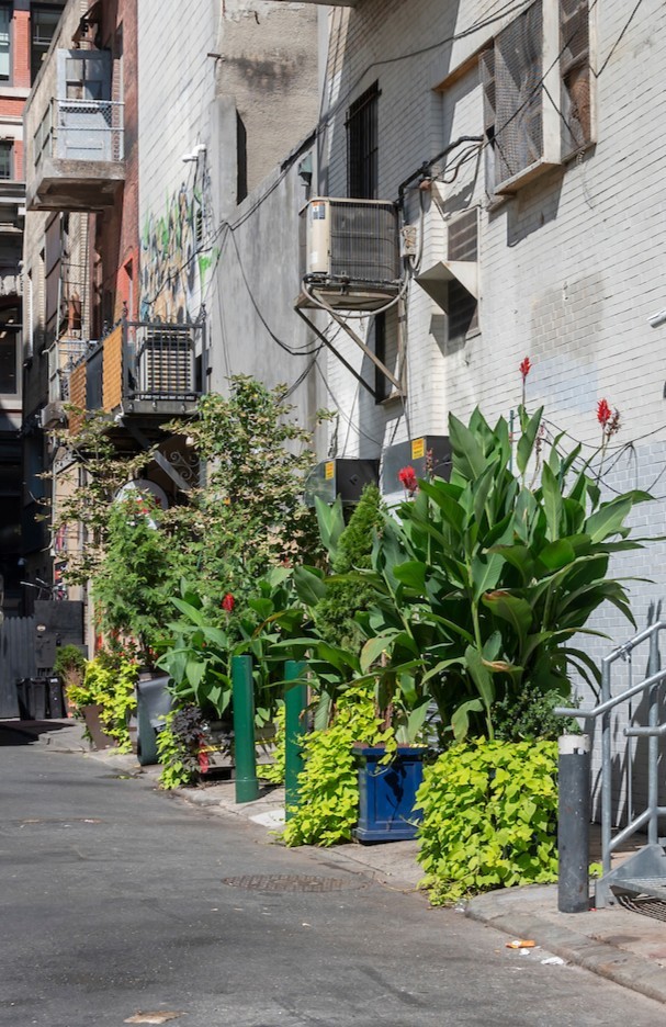 Alleyway with plants